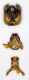 Anthophora_femorata_genitalia.FEI.jpg