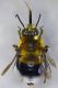 Habropoda_tarsata.FEI.jpg