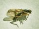 Cordilura_sp_adulto (1).jpg