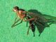Cordilura_sp_adulto (2).jpg