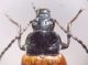 dispar fem thorax.JPG