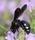 IMG_5405 Anthophoridae Thyreus forum.jpg