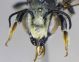 Megachile_head.FEI.jpg