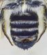 Megachile_sterna.FEI.jpg