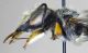 Megachile_leg.FEI.jpg