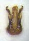 Genitalia dorsal.jpg