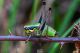DSC_3985-2.jpg