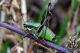 DSC_3968-2.jpg