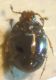 Acritus nigricornis 003 A.jpg