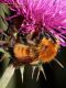 Bombus_terrestris_1667.jpg
