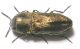 Antaxia.jpg