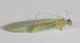 Chrysopidae elbano II5.JPG