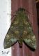 Nephele maculosa Rothschild & Jordan, 1903 vivo.jpg