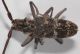Monochamus galloprovincialis2.JPG