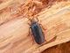 Tragosoma depsarium 3 (1) (1).jpg