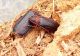 Tragosoma 33.JPG