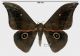 Gonimbrasia jamesoni aethiops (Rothschild, 1907)rid.jpg