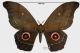 Gonimbrasia eblis eblis (Strecker, 1876) rid.jpg
