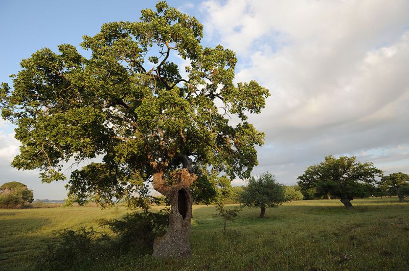 Querce3.jpg