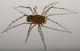 Scytodes 3.jpg
