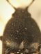 DSCF7003.JPG