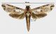 Strigocossus crassa (Drury, 1782)rid.jpg