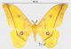 Gonimbrasia dione (Fabricius, 1793) rid.jpg