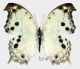Protogoniomorphus pharassus (Drury, 1782)rid.jpg