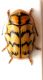 Turchia 2010_Elbistan_Cryptocephalus sp_2.jpg