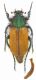 E. pulchra small.jpg