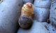 22larva.JPG