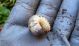 larva11.JPG