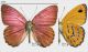 Sevenia amulia (Cramer, 1777)combo RID.jpg