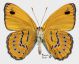 Sevenia amulia (Cramer, 1777) verso.jpg