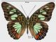 Pseudacraea seminire (Cramer, 1779) rid .jpg