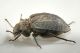 2  tenebrionidae cimitero avigliana.JPG