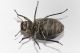 3  tenebrionidae cimitero avigliana.jpg