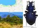 Carabus (Procerus) scabrosus dardanellicus Kraatz -Koschlau, 1886.JPG