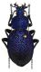 Carabus (Procerus) scabrosus dardanellicus Kraatz-Koschlau, 1886.JPG
