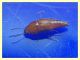 9 adulto 5 mm. senza antenne - 20.3.2020 - (46).JPG