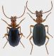 confronto-Brachinus-ridotto.jpg