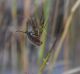 DSC_0566.JPG