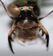 abroscelis6.JPG