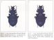 CAVAZZUTI. 1989. Monografia del genere Procerus (Coleoptera, Carabidae, Carabini).jpg