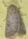 tempio15mag20 006mod.jpg