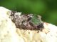 Noctuidae_Hoplodrina_ambigua_bozzolo.jpg