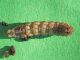 Noctuidae_Hoplodrina_ambigua_larva.jpg