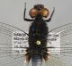 Orthetrum sp.1 b.jpg