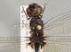 Orthetrum sp.2 b.jpg