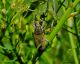 Curculionidae7.jpg